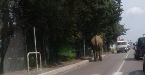 Elefante